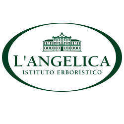 L Angelica